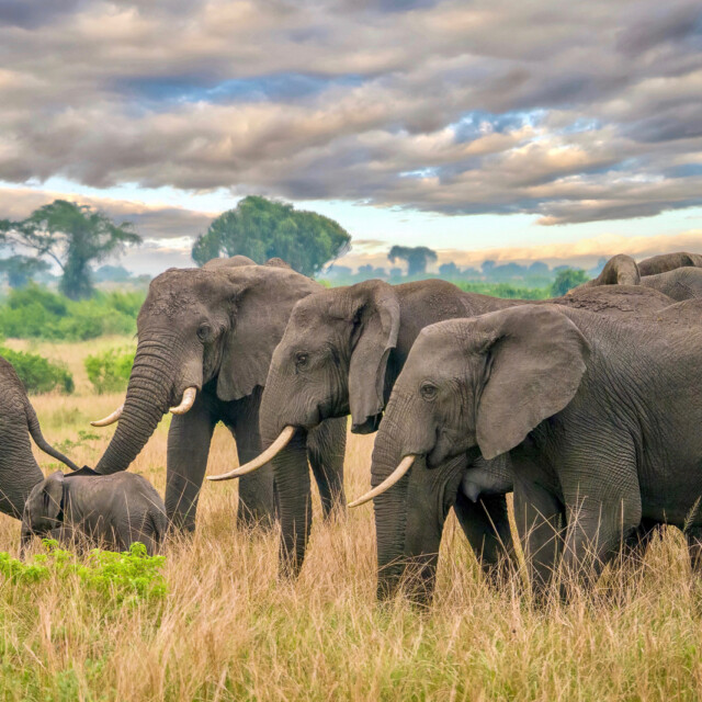 A side view of a group of African elephants, their trunks and tusks visible, as they surround and guard a young calf while walking through a grassy savanna in Uganda, with a dramatic sky in the background.