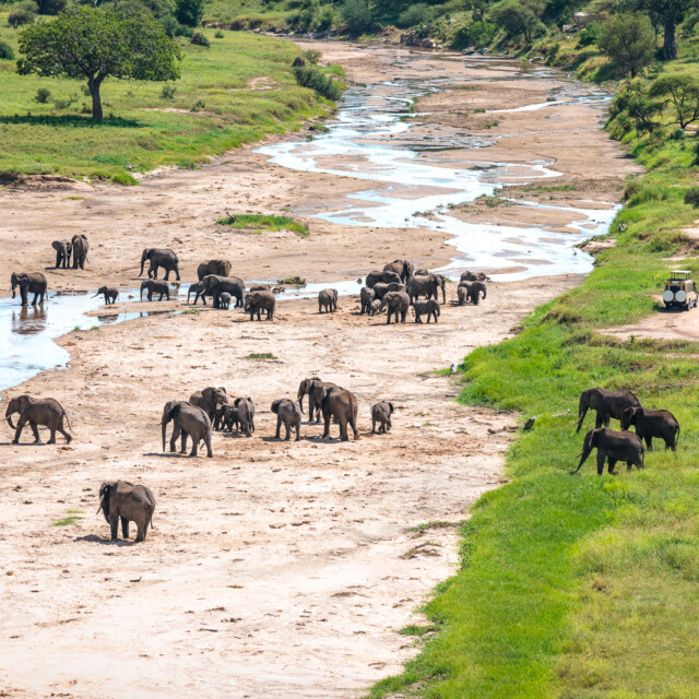 View from above on herd of elephants crossing dry riverbed in Tarangire National Park, Tanzania.