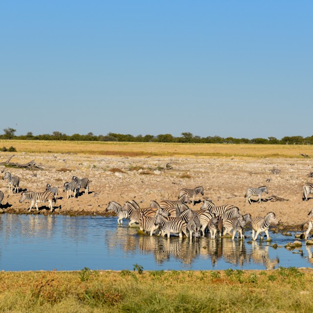 Etosha waterhole