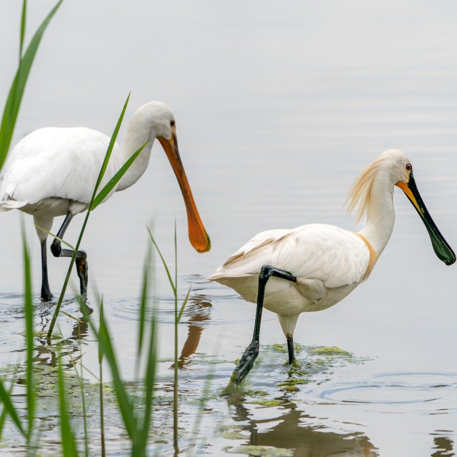Eurasian Spoonbill
