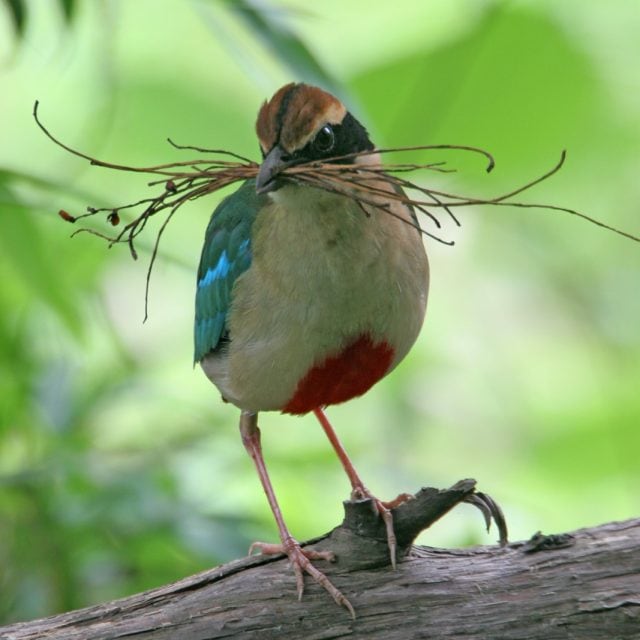 Fairy Pitta with twigs