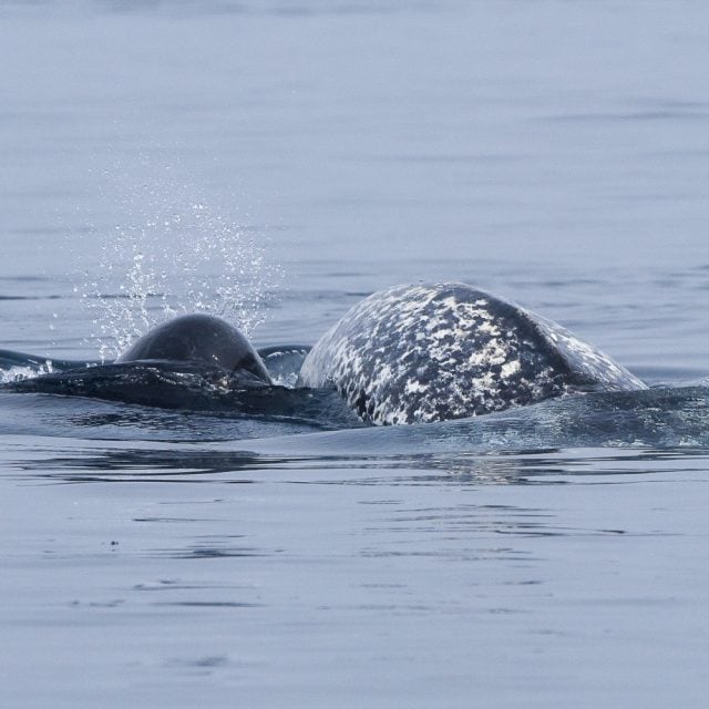 Narwhal mom and calf