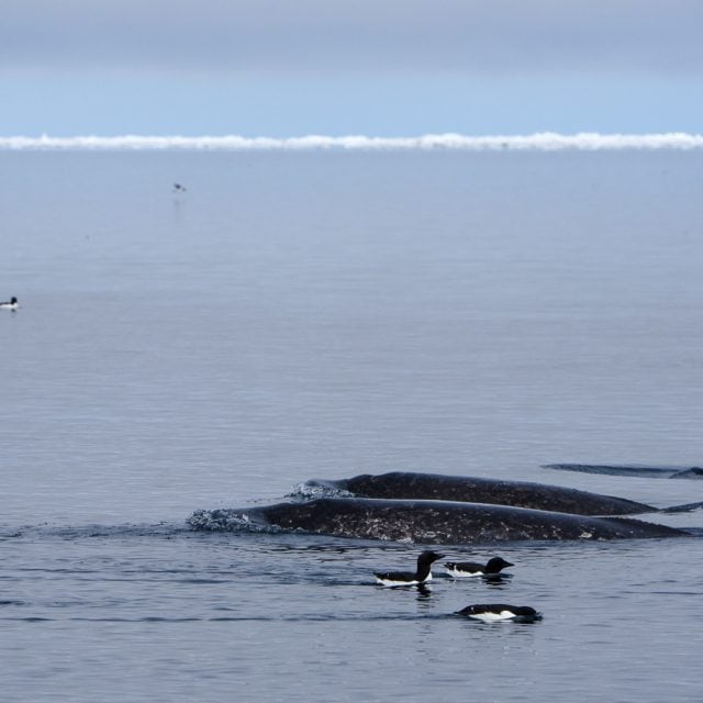 Narwhals and Thick-billed Murres
