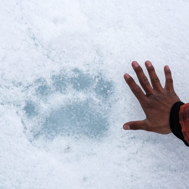 Polar bear footprint