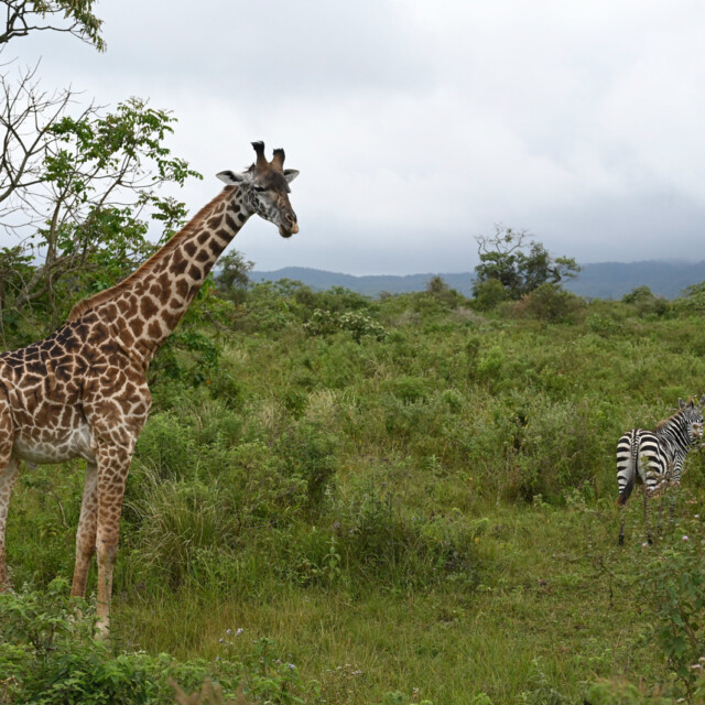 Giraffe and zebra in Arusha National Park