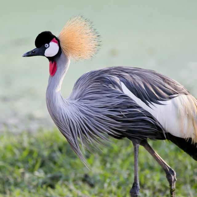 Gray-crowned-Crane