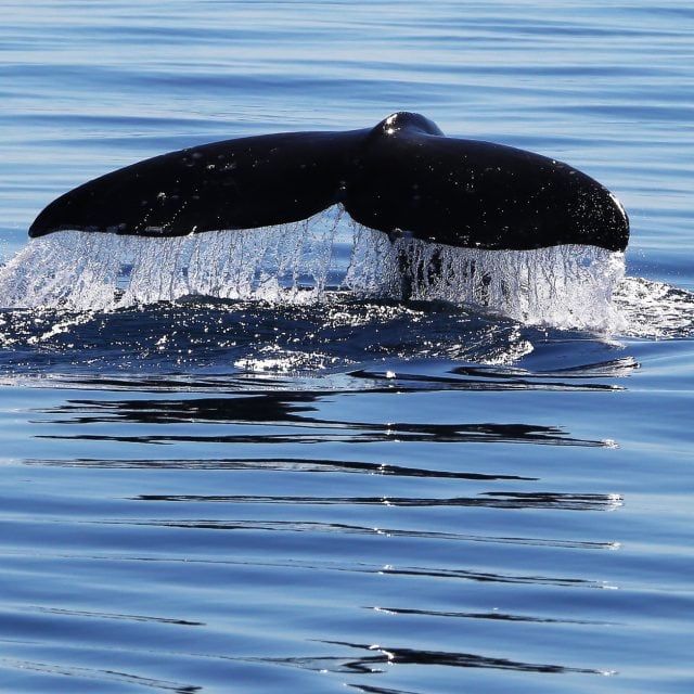 Gray whale fluke
