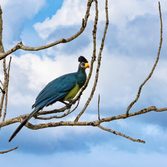 Great Blue Turaco, corythaeola cristata, perched on a tree in Kibale, Uganda. This large colourful bird is nicknamed the lipstick bird, due to the red tipped beak.