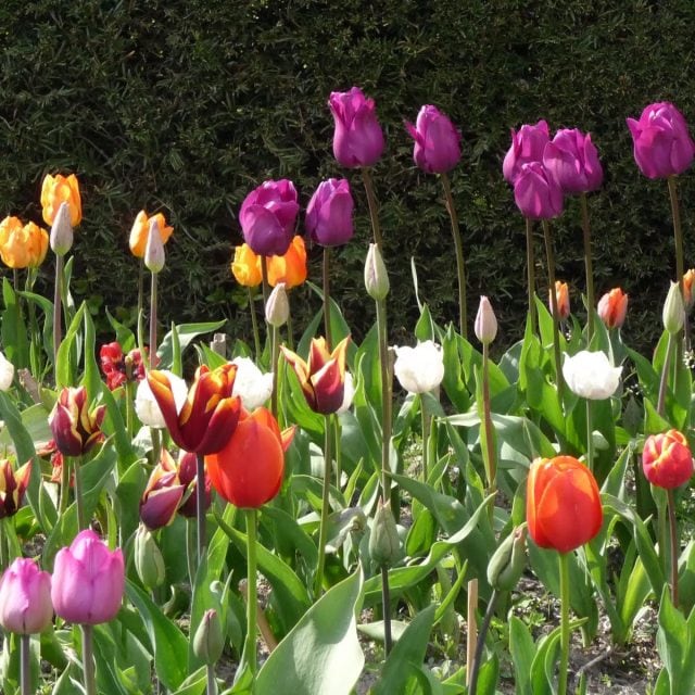Great Dixter tulips