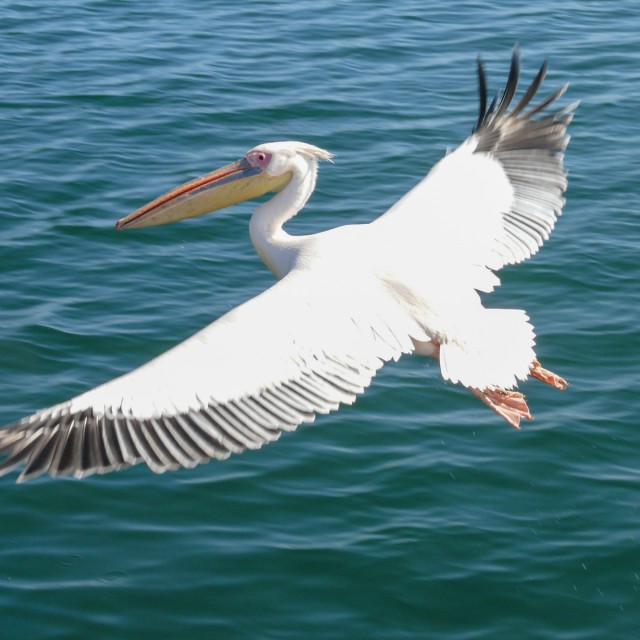 Great White Pelican at Walvis Bay