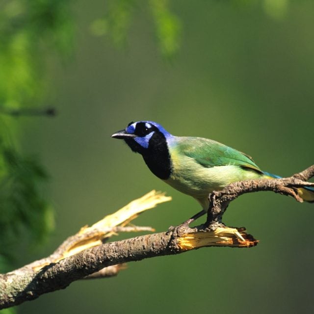 Green Jay on branch