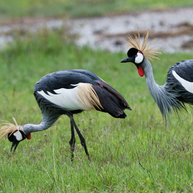 Grey-crowned Cranes, Arusha National Park, Tanzania