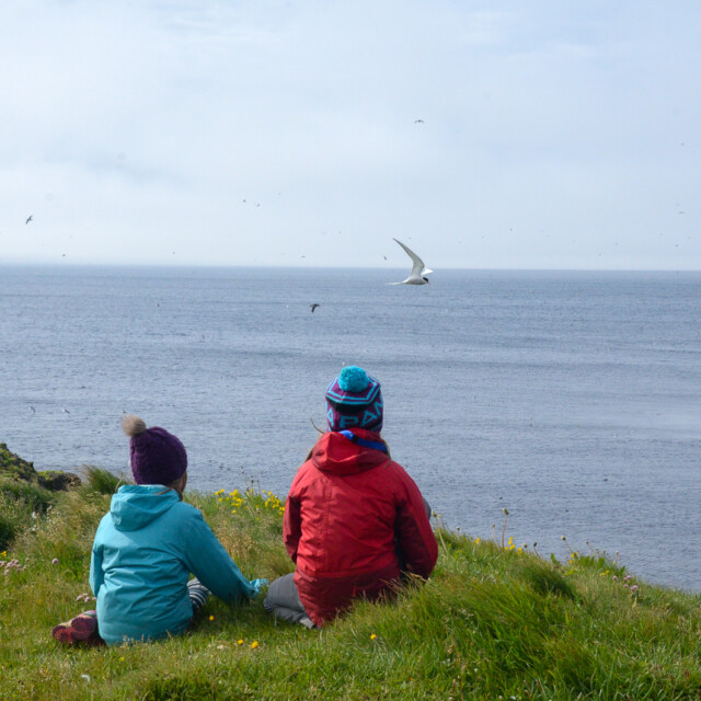 Watching terns and puffins on Grimsey