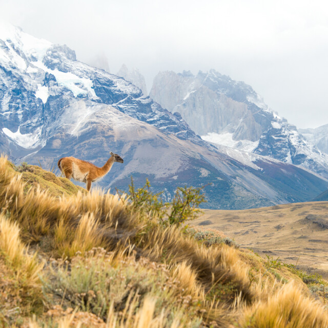 Guanaco in Torres del Paine