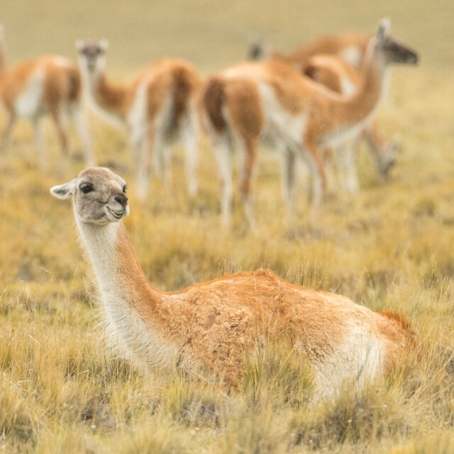 Guanacos on the pampas