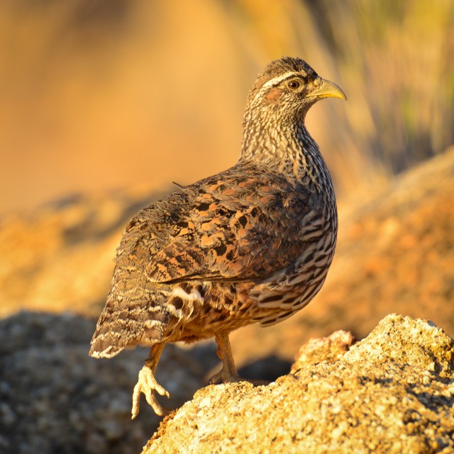 Hartlaub's Spurfowl at Erongo