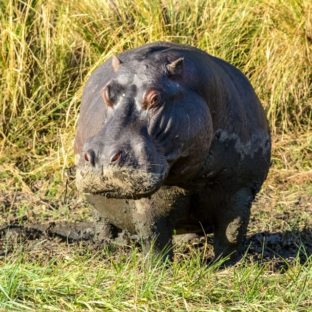 Hippopotamus in Okavango Delta