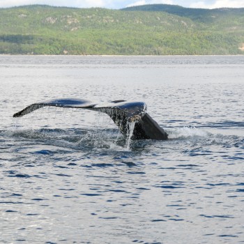 Humpback Whale near the confluence of the Saint Lawrence and Saguenay rivers, near Tadoussac, Quebec, Canada