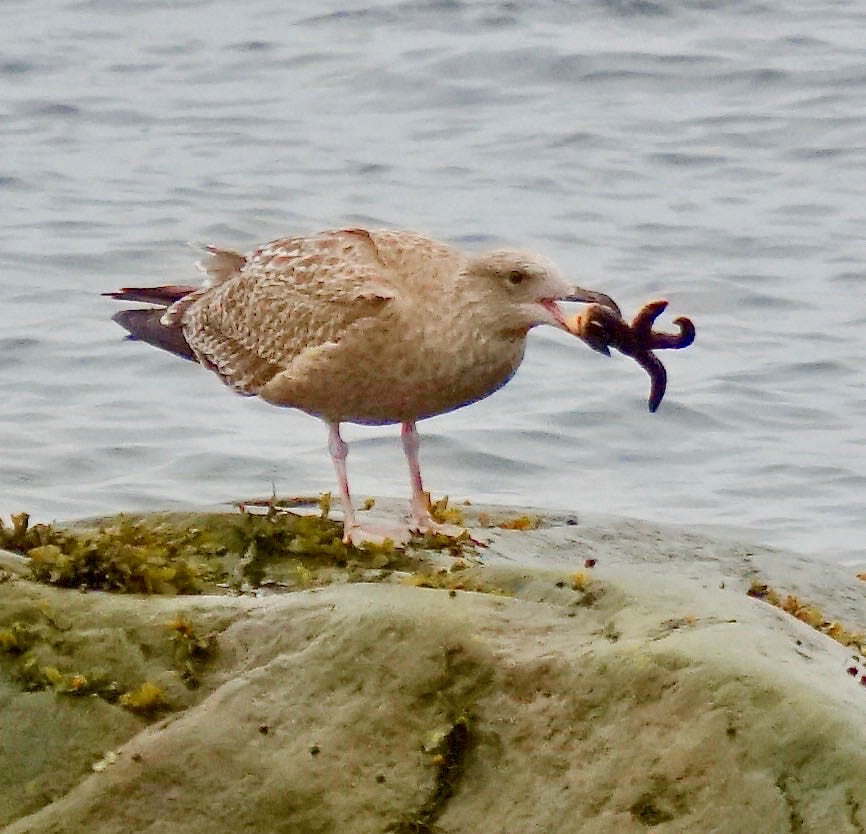 Herring gull eating sea star