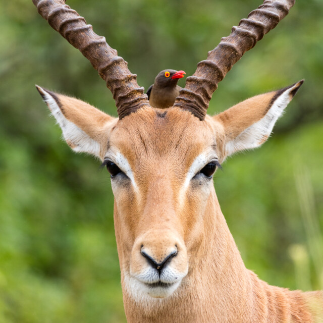 Impala and Red-billed Oxpecker on head