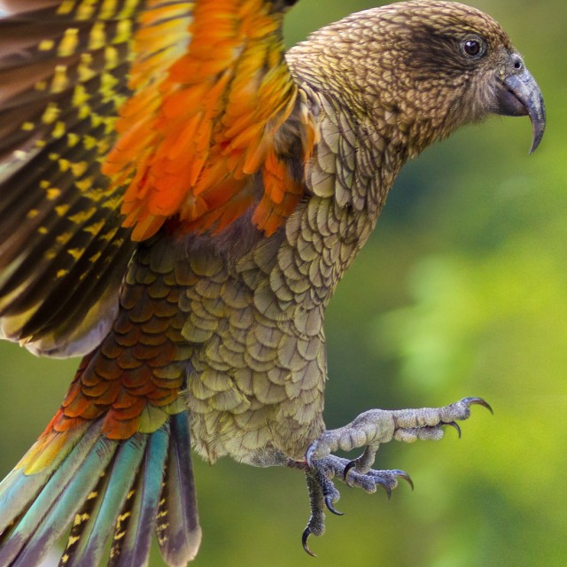 Kea with colorful underwing