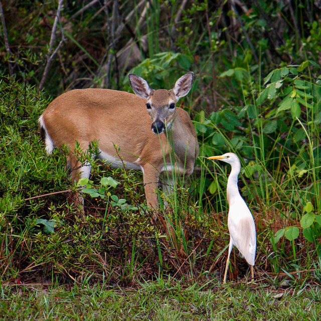 A Florida Key Deer at the edge of the woods.