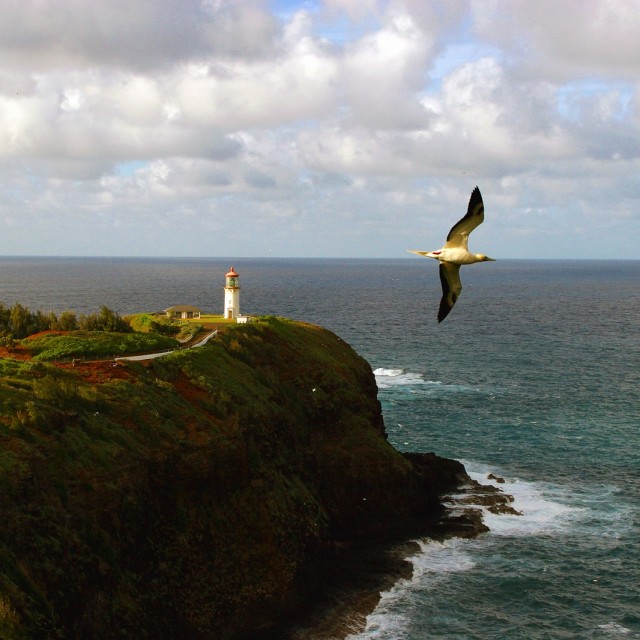 Kilauea lighthouse and booby