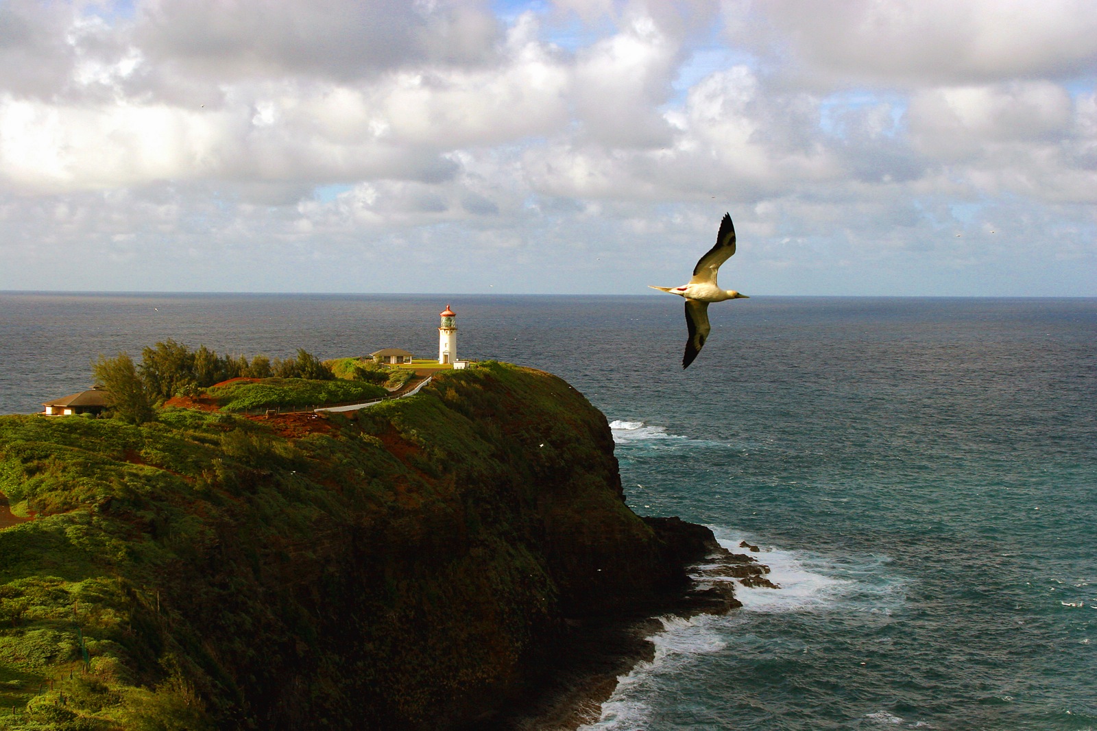 Kilauea lighthouse and booby