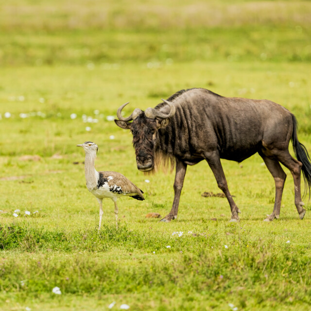 Kori Bustard in Ngorongoro Crater, Tanzania with wildebeest