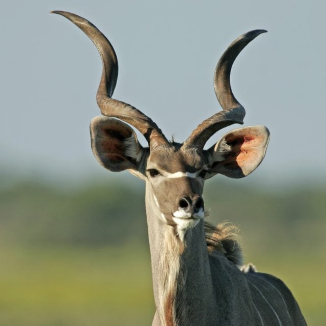 Portrait of a male Kudu antelope