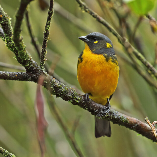 Lacrimose Mountain-tanager (Anisognathus lacrymosus caerulescens) adult perched on a branch, Tapichalaca Lodge, Ecuador