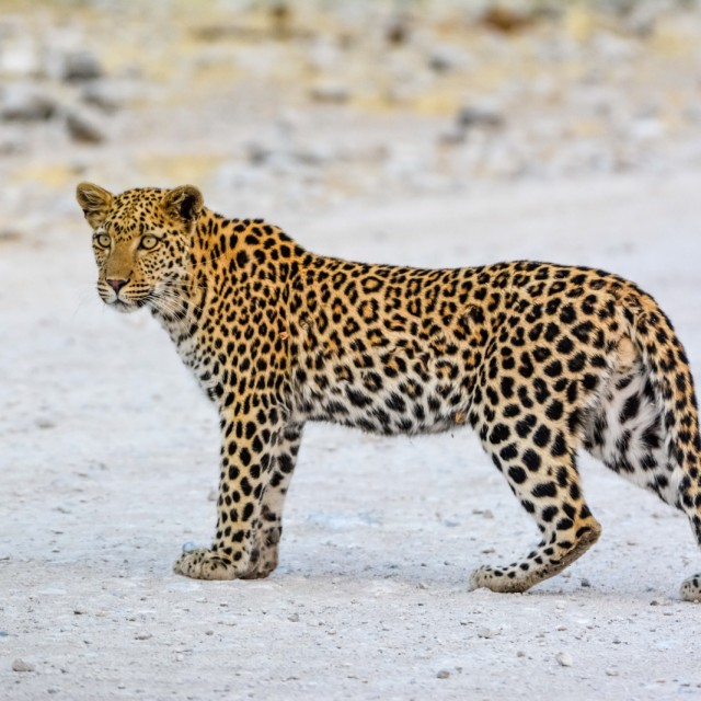 Leopard in Etosha