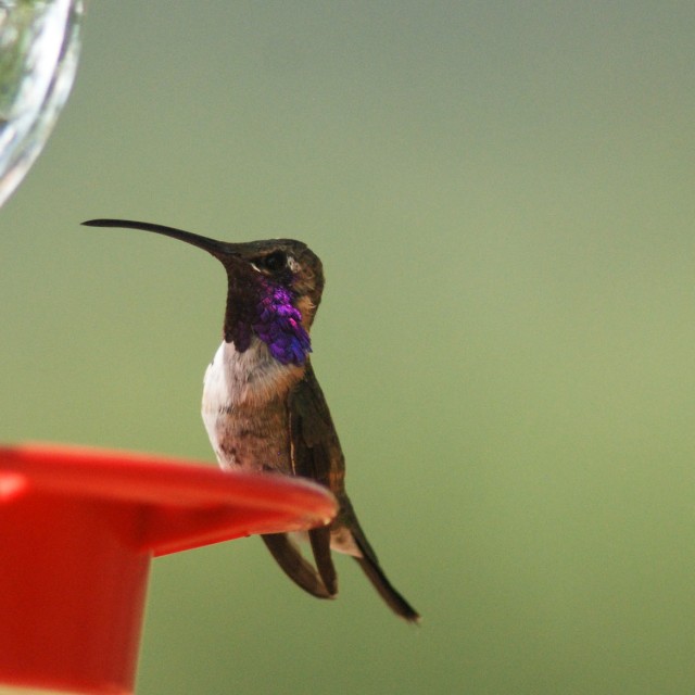 Lucifer Hummingbird at feeder
