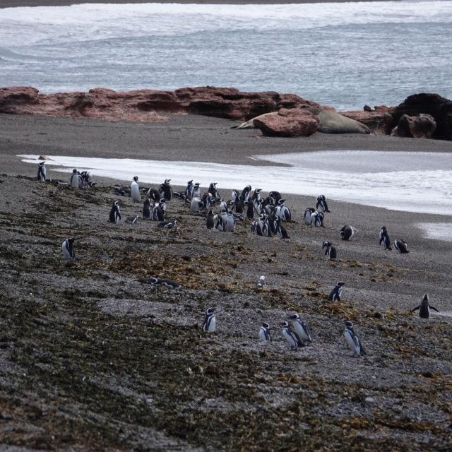 Magellanic penguins and Elephant seal