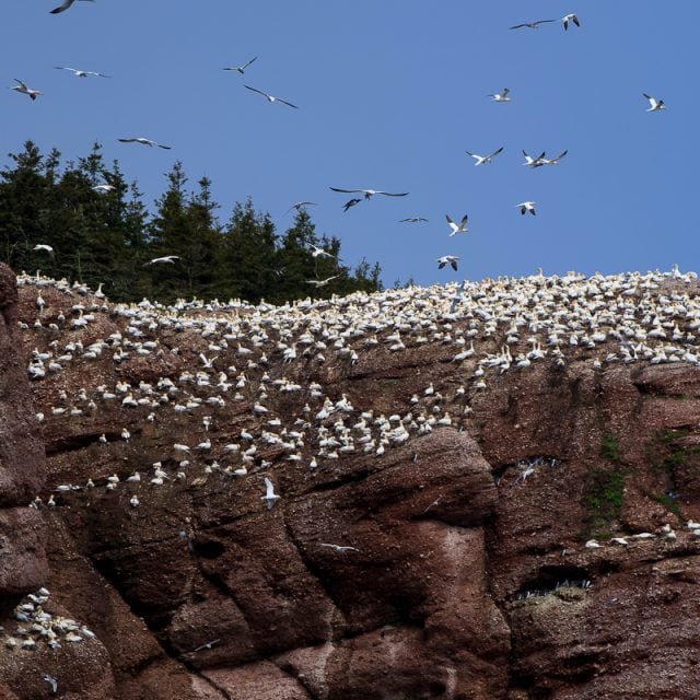 Northern Gannet colony