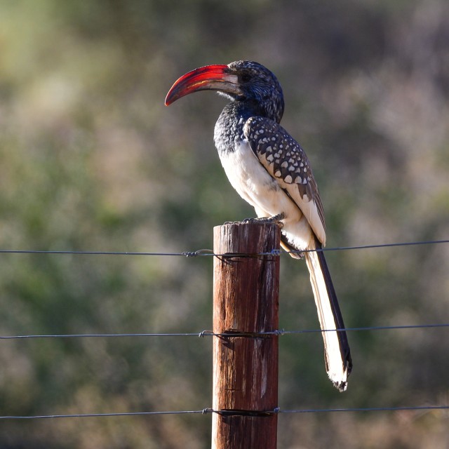 Monteiro's Hornbill in Etosha