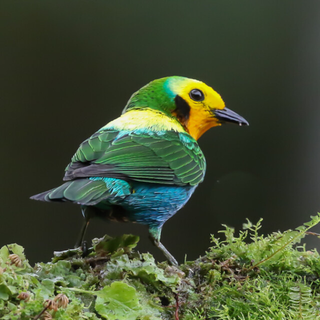 Multicolored Tanager, Colombia