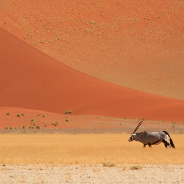 Namibia dune and gemsbok