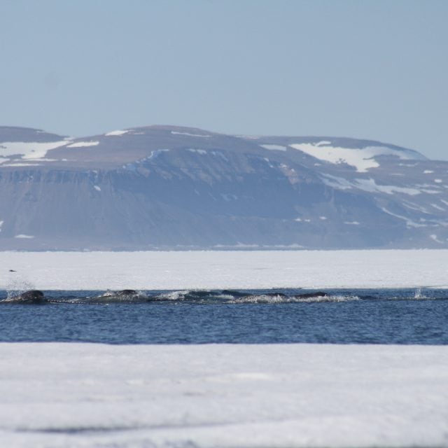 Narwhal pod - Narwhals & Polar Bears: Arctic Bay