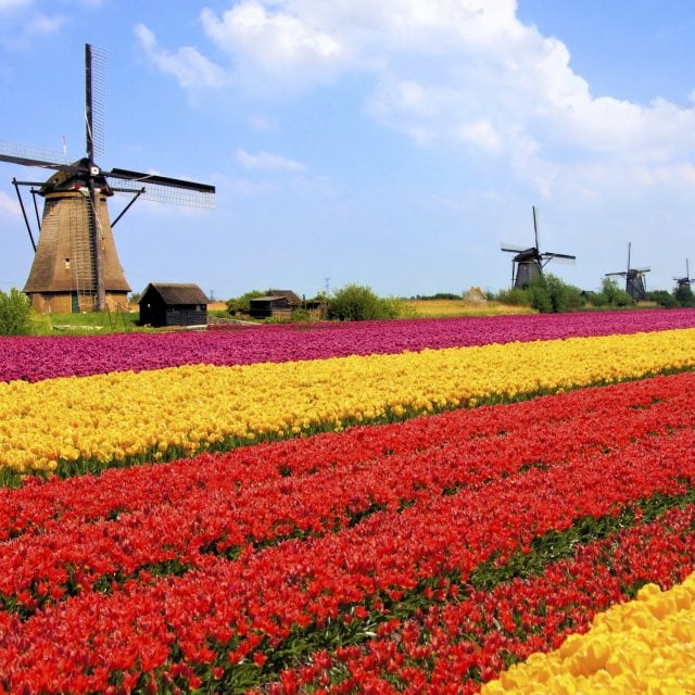 Netherlands windmill and tulips