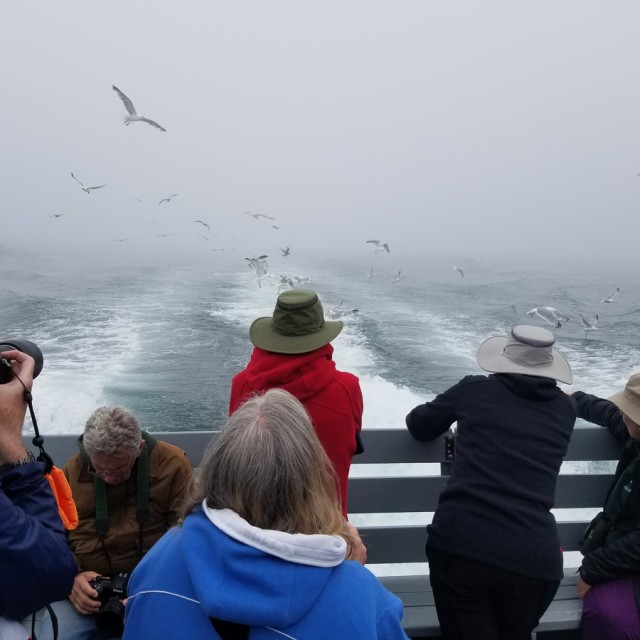 Grand Manan pelagic birding tour