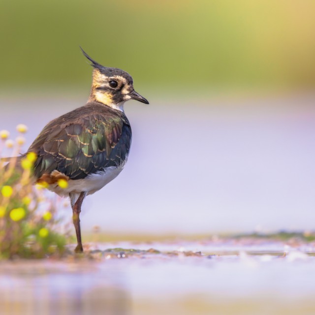 Female Northern lapwing