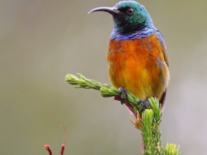 South Africa: Birding the Cape