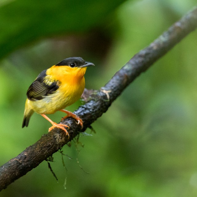 Orange-collared Manakin in Costa Rica