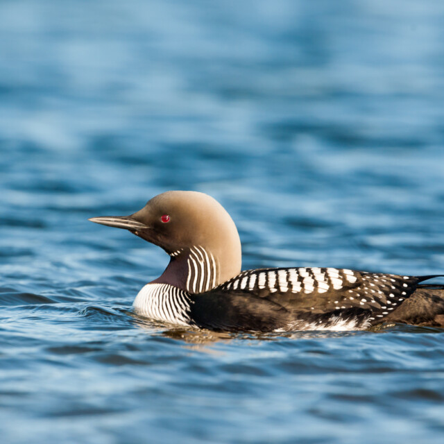 A Pacific Loon (Gavia pacifica) in breeding plumage on a small tundra lake near Cambridge Bay, Nunavut, Canada. This bird, one of the world’s five loon species, breeds along lakes and ponds in northern Siberia, Alaska, and Canada, and winters widely along the shores of the Pacific Coast of North America.