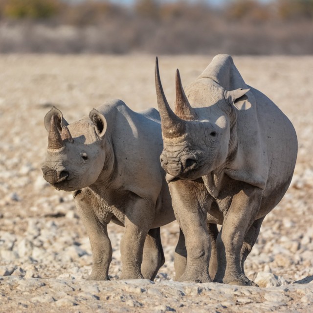 Black Rhinoceros in Etosha