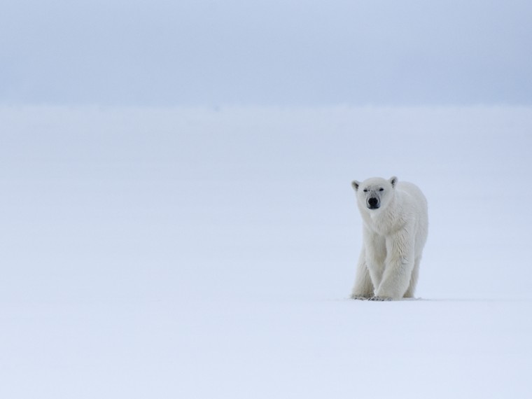 Polar Bear réveil portable Mouvement à Quartz Wildlife Cadeau 437