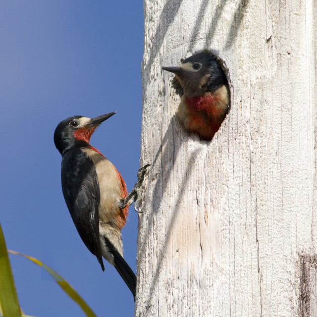 Puerto Rican Woodpeckers