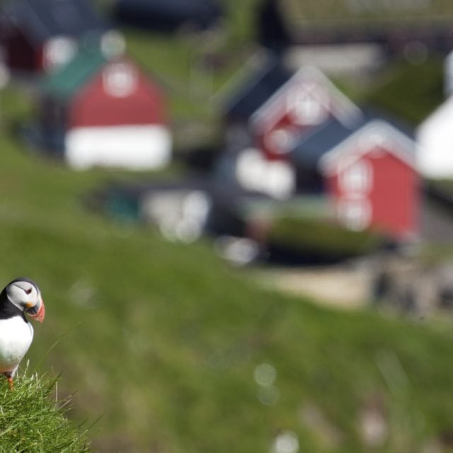 Puffin on Faroe Islands