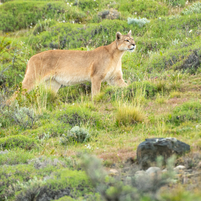 Puma Patagonia